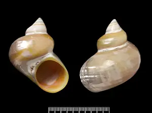 Gastropoda: Turbo argyrostoma, turban shell