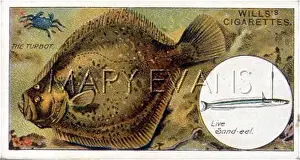 Turbot: TURBOT WITH BAIT/WILLS