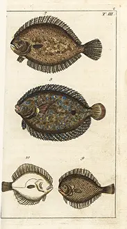 Turbot: Turbot, peacock flounder, and kite