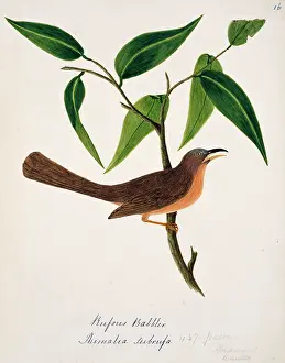 Bushby: Turdoides subrufus, rufous babbler