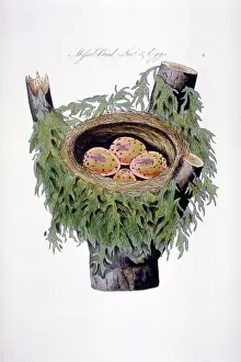 Clutch: Turdrus viscivorus, mistle thrush nest and eggs