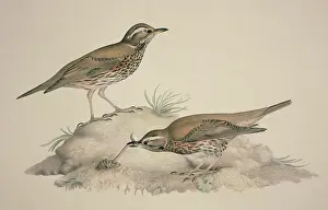 Redwing: Turdus iliacus, redwing