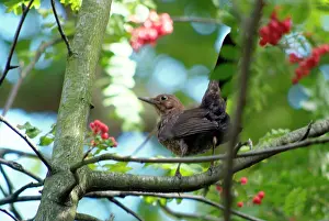 Merula: Turdus merula, common blackbird