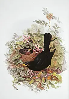 Merula: Turdus merula, Eurasian blackbird