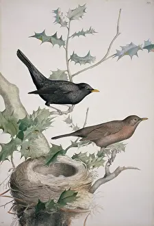Clutch: Turdus merula, Eurasian blackbird