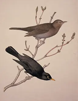 Merula: Turdus merula, Eurasian blackbird