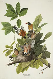 Castanea: Turdus migratorius, American robin