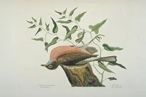 Stiff: Turdus migratorius, American robin