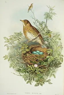 Turdus: Turdus philomelos, song thrush
