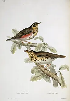Brow: Turdus philomelos, song thrush, Turdus iliacus, redwing