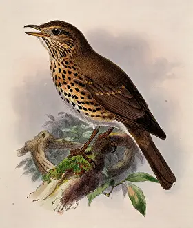 Dresser: Turdus philomelos, song thrush