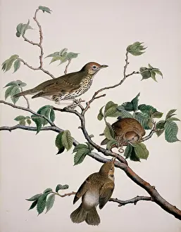 Thrush: Turdus philomelos, song thrush