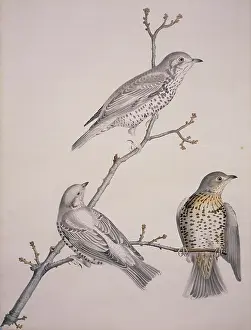 Thrush: Turdus philomelos, song thrush