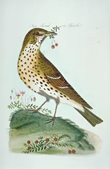 Thrush: Turdus philomelos, song thrush