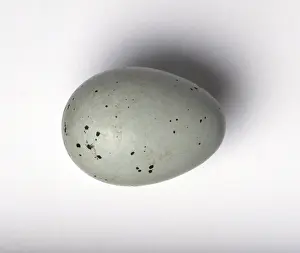 Thrush: Turdus philomelos, song thrush egg