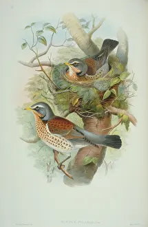 Brow: Turdus pilaris, fieldfare