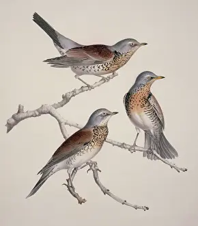 Turdus: Turdus pilaris, fieldfare