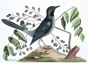 Thrush: Turdus plumbeus, red-legged thrush