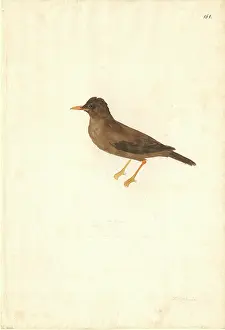 Turdus: Turdus poliocephalus, island thrush