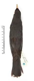 Cayman: Turdus ravidus, Grand Cayman thrush