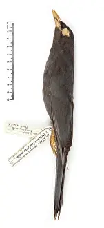 Cayman: Turdus ravidus, Grand Cayman thrush