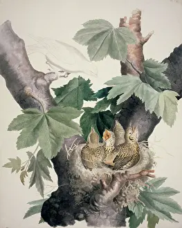 Thrush: Turdus sp. thrush chicks