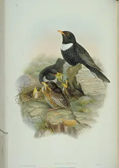 Torquatus: Turdus torquatus, ring-ouzel