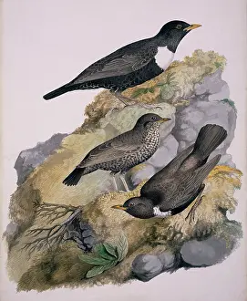 Torquatus: Turdus torquatus, ring ouzel