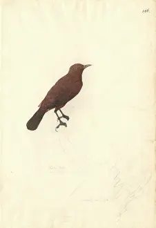 Badius: Turdus ulietensis (Turdus badius), bay thrush. Also known as