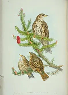 Mistle: Turdus viscivorus, mistle thrush