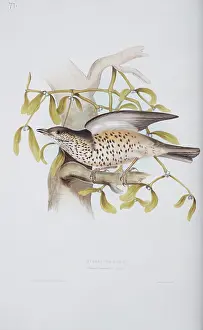 Mistle: Turdus viscivorus, mistle thrush