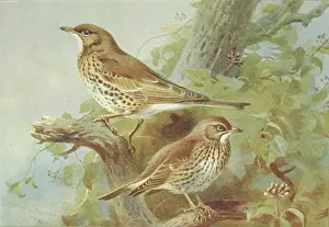 Mistle: Turdus viscivorus, mistle thrush, Turdus philomelos, song th
