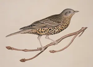 Mistle: Turdus viscivorus, mistle thrush