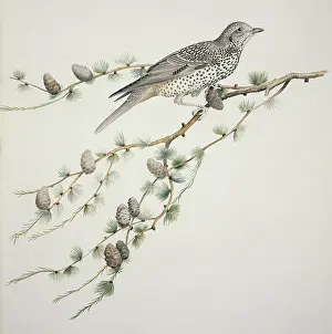 Pinophyta: Turdus viscivorus, mistle thrush
