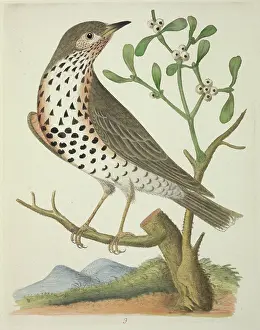 Mistle: Turdus viscivorus, mistle thrush