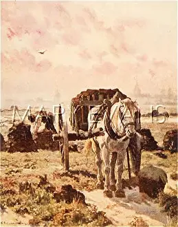 Campine: TURF-CUTTING/BELGIUM
