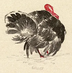 Turkeys: TURKEY