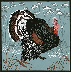 Wattle: Turkey