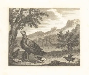 John Wootton: The Turkey and the Ant