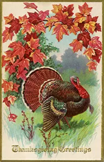 Arching: Turkey, Autumn Branch