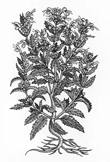 Horticultural: Turkey Balm