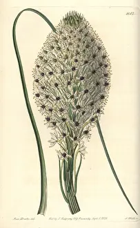 Ridgway: Turkey beard, Xerophyllum asphodeloides