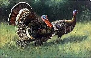 Meleagris: TURKEY COCK AND HEN