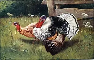 Meleagris: TURKEY COCK AND HEN