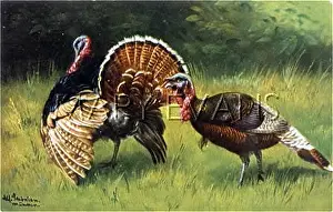 Meleagris: TURKEY COCK AND HEN