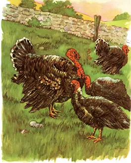Turkeys: Turkey Family
