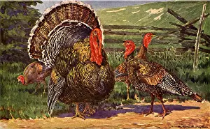 Murayama: Turkey Family