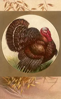Clapsaddle: Turkey Framed in a Gold Circle