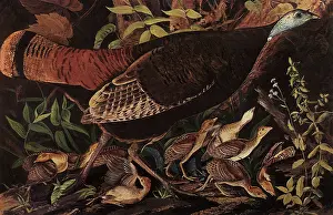 Brood: Turkey Hen and Chicks
