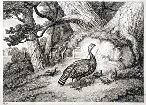 Meleagris: TURKEY HEN AND YOUNG